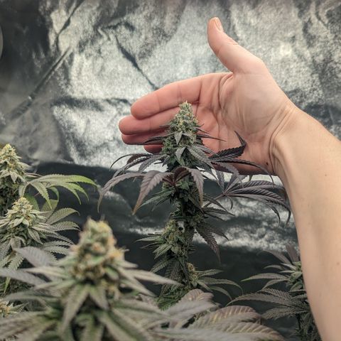 Lemon Cherry Gelato x Black Velvet #1 growlog timeline photo