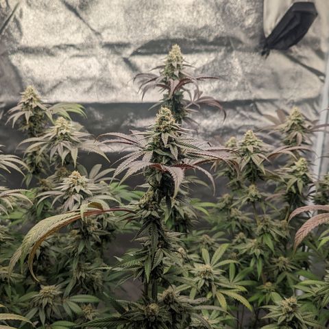 Lemon Cherry Gelato x Black Velvet #1 growlog timeline photo