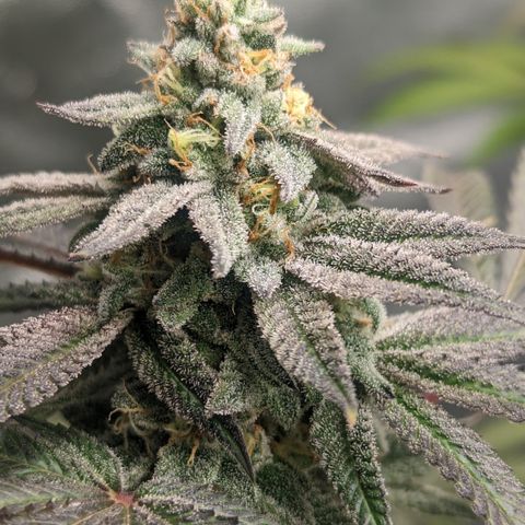 Lemon Cherry Gelato x Black Velvet #1 growlog timeline photo