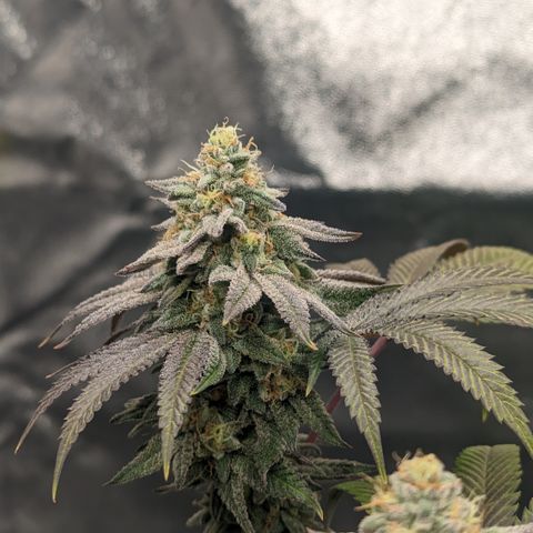 Lemon Cherry Gelato x Black Velvet #1 growlog timeline photo