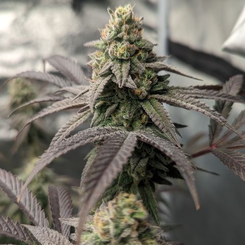 Lemon Cherry Gelato x Black Velvet #1 growlog timeline photo