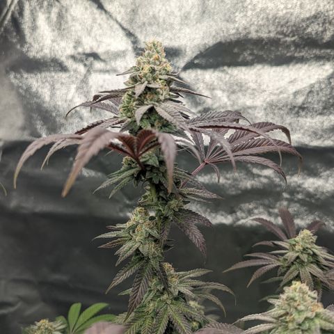 Lemon Cherry Gelato x Black Velvet #1 growlog timeline photo