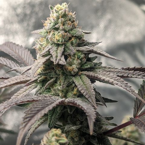 Lemon Cherry Gelato x Black Velvet #1 growlog timeline photo