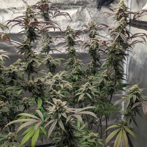 Lemon Cherry Gelato x Black Velvet #1 growlog timeline photo