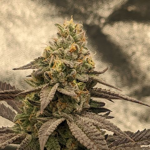 Lemon Cherry Gelato x Black Velvet #1 growlog timeline photo