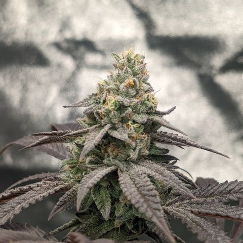 Lemon Cherry Gelato x Black Velvet #1 growlog timeline photo