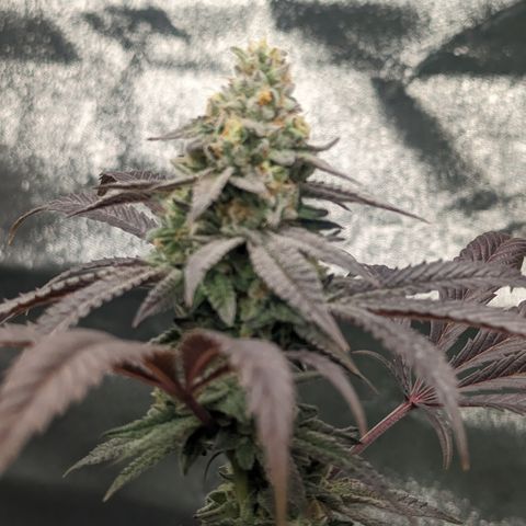 Lemon Cherry Gelato x Black Velvet #1 growlog timeline photo