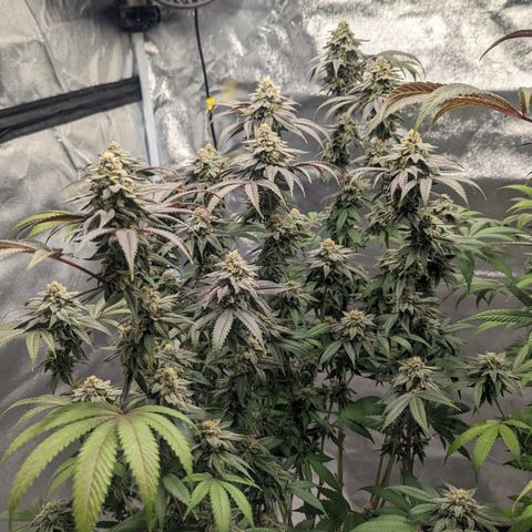 Lemon Cherry Gelato x Black Velvet #1 growlog timeline photo