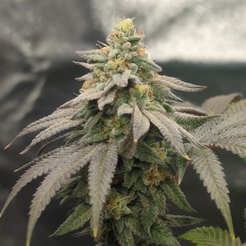 Lemon Cherry Gelato x Black Velvet #1 growlog timeline photo