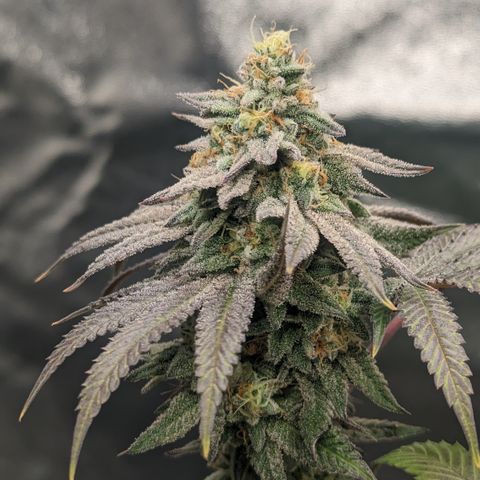 Lemon Cherry Gelato x Black Velvet #1 growlog timeline photo