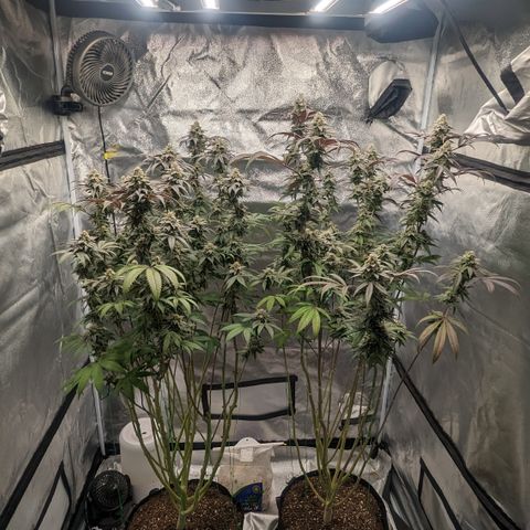 Lemon Cherry Gelato x Black Velvet #1 growlog timeline photo