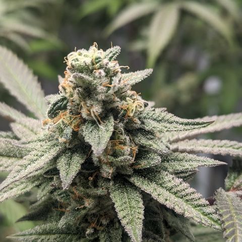 Lemon Cherry Gelato x Black Velvet #1 growlog timeline photo