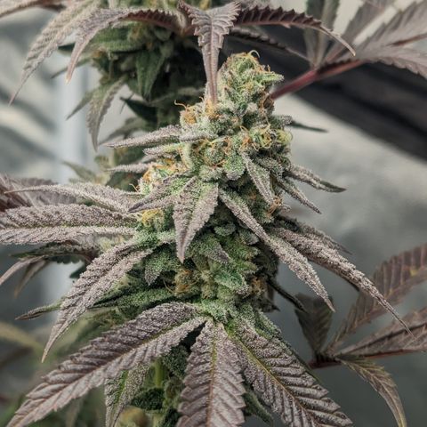 Lemon Cherry Gelato x Black Velvet #1 growlog timeline photo