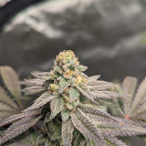 Lemon Cherry Gelato x Black Velvet #1 growlog timeline photo