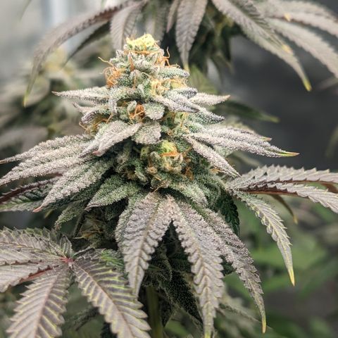 Lemon Cherry Gelato x Black Velvet #1 growlog timeline photo