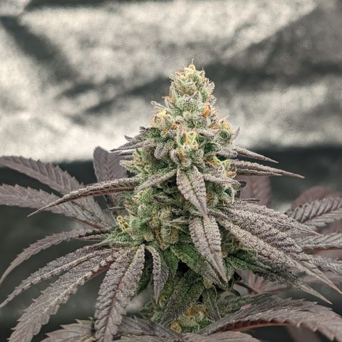 Lemon Cherry Gelato x Black Velvet #1 growlog timeline photo