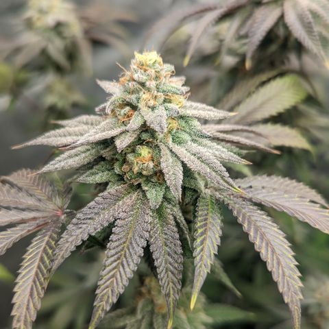 Lemon Cherry Gelato x Black Velvet #1 growlog timeline photo