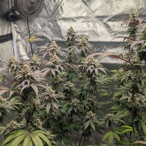 Lemon Cherry Gelato x Black Velvet #1 growlog timeline photo