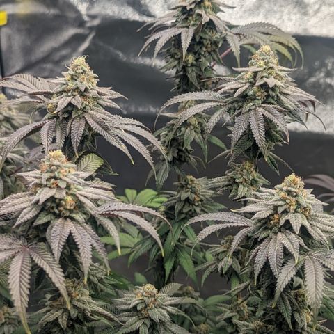 Lemon Cherry Gelato x Black Velvet #1 growlog timeline photo