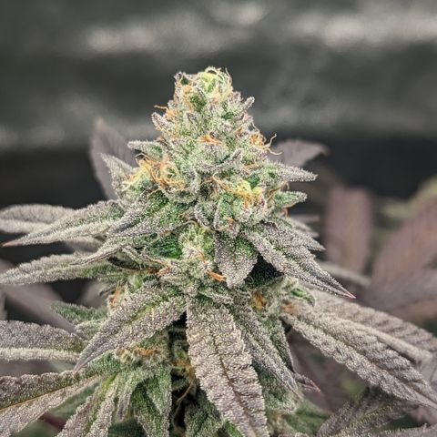 Lemon Cherry Gelato x Black Velvet #1 growlog timeline photo