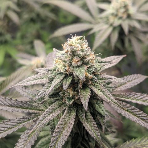 Lemon Cherry Gelato x Black Velvet #1 growlog timeline photo