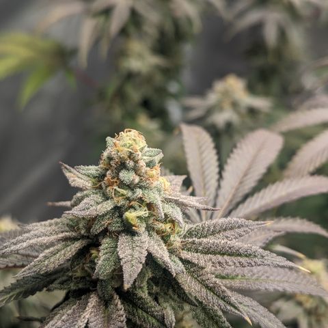 Lemon Cherry Gelato x Black Velvet #1 growlog timeline photo
