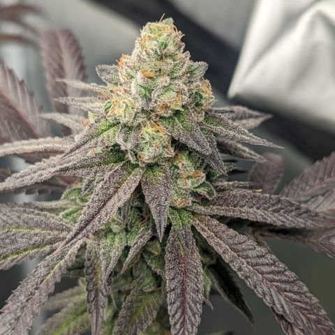Lemon Cherry Gelato x Black Velvet #1 growlog timeline photo