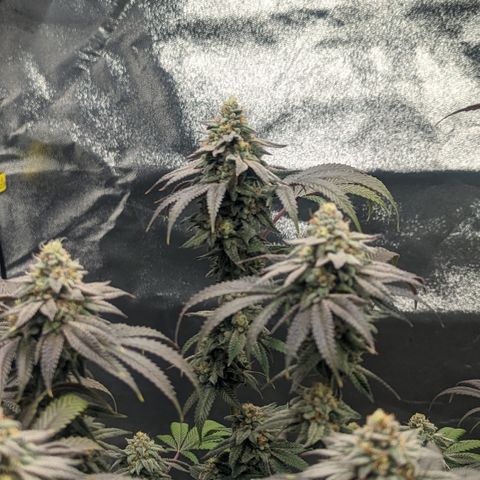 Lemon Cherry Gelato x Black Velvet #1 growlog timeline photo