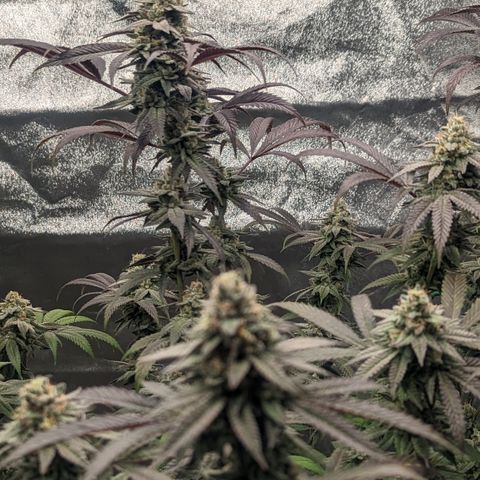 Lemon Cherry Gelato x Black Velvet #1 growlog timeline photo