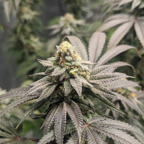 Lemon Cherry Gelato x Black Velvet #1 growlog timeline photo