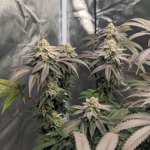 Lemon Cherry Gelato x Black Velvet #1 growlog timeline photo