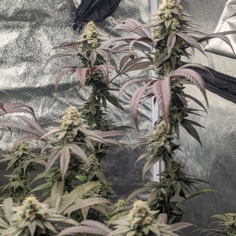 Lemon Cherry Gelato x Black Velvet #1 growlog timeline photo