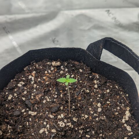 Durban Poison growlog timeline photo