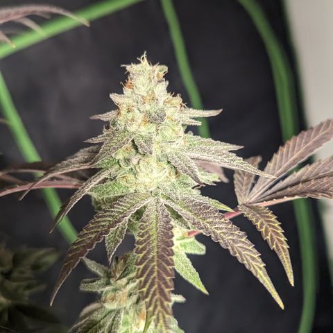 Lemon Cherry Gelato x Black Velvet #1 growlog timeline photo
