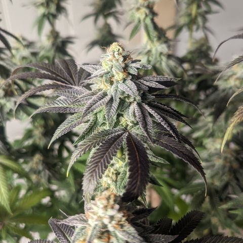 Lemon Cherry Gelato x Black Velvet #1 growlog timeline photo