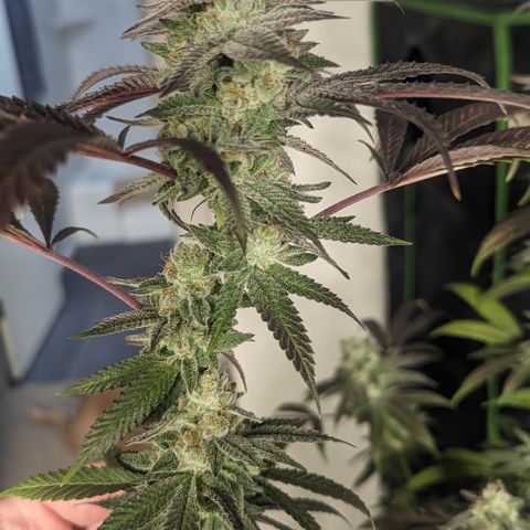 Lemon Cherry Gelato x Black Velvet #1 growlog timeline photo