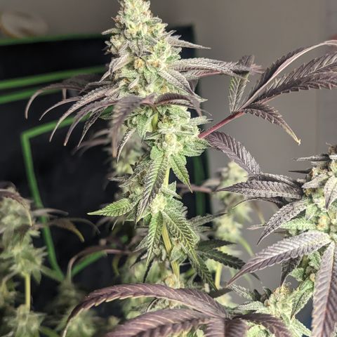 Lemon Cherry Gelato x Black Velvet #1 growlog timeline photo