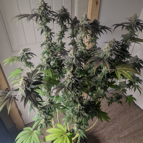 Lemon Cherry Gelato x Black Velvet #1 growlog timeline photo