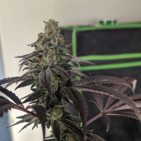 Lemon Cherry Gelato x Black Velvet #1 growlog timeline photo