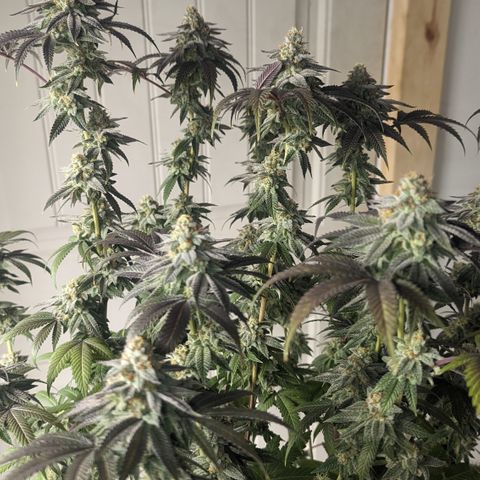 Lemon Cherry Gelato x Black Velvet #1 growlog timeline photo
