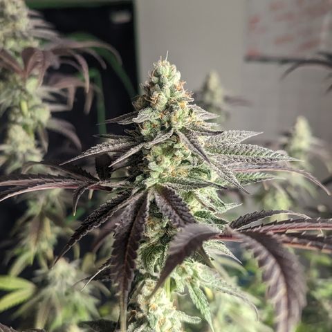 Lemon Cherry Gelato x Black Velvet #1 growlog timeline photo