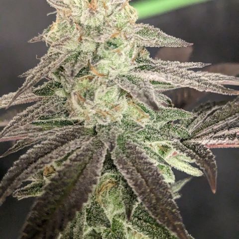 Lemon Cherry Gelato x Black Velvet #1 growlog timeline photo