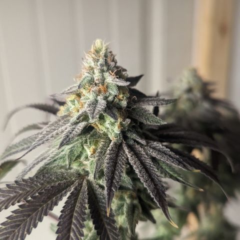 Lemon Cherry Gelato x Black Velvet #1 growlog timeline photo
