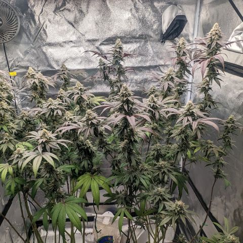 Lemon Cherry Gelato x Black Velvet #1 growlog timeline photo