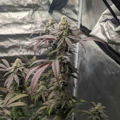 Lemon Cherry Gelato x Black Velvet #1 growlog timeline photo