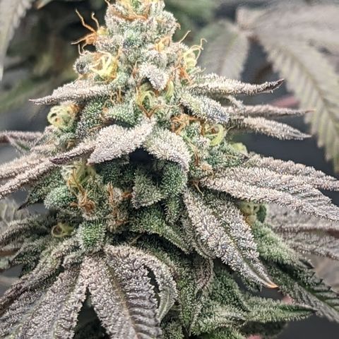 Lemon Cherry Gelato x Black Velvet #1 growlog timeline photo