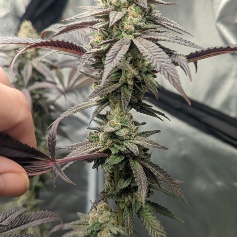 Lemon Cherry Gelato x Black Velvet #1 growlog timeline photo