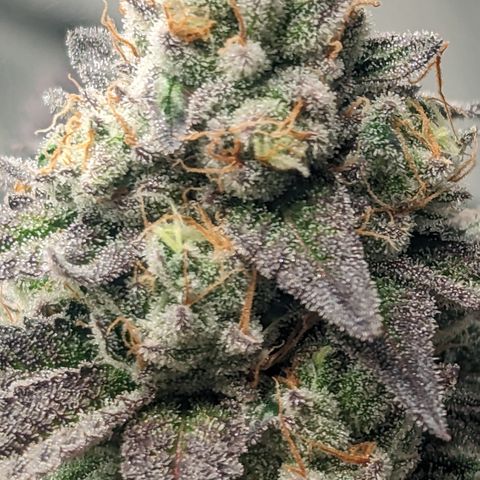 Lemon Cherry Gelato x Black Velvet #1 growlog timeline photo