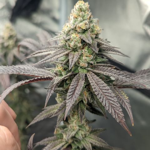 Lemon Cherry Gelato x Black Velvet #1 growlog timeline photo