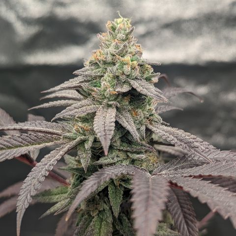 Lemon Cherry Gelato x Black Velvet #1 growlog timeline photo